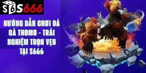 Hướng Dẫn Chơi Đá Gà Thomo - Trải Nghiệm Trọn Vẹn Tại S666