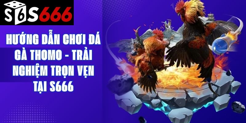 Hướng Dẫn Chơi Đá Gà Thomo - Trải Nghiệm Trọn Vẹn Tại S666